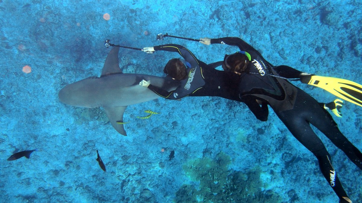 Кормление скатов и акул на Мальдивах