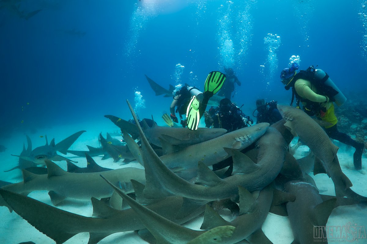 Нападение акул на Мальдивах