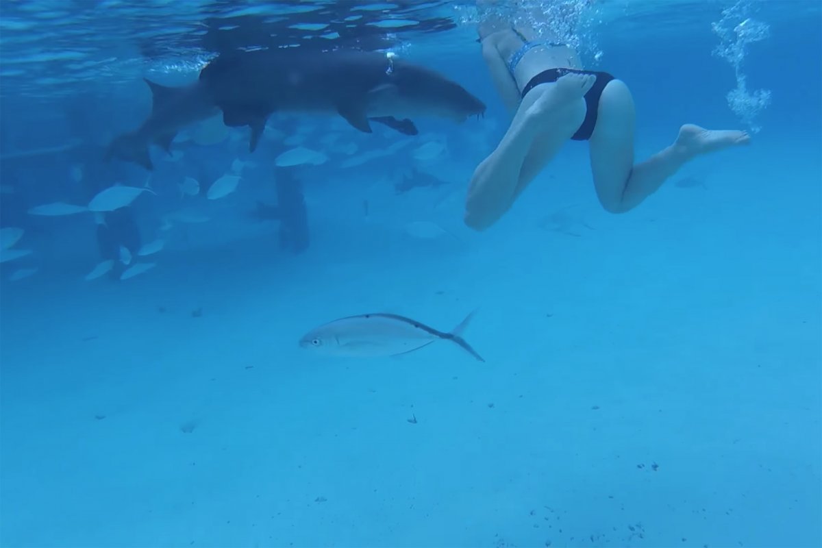 Мальдивские рифовые акулы