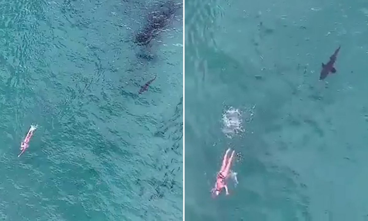Акула нападает на дайвера