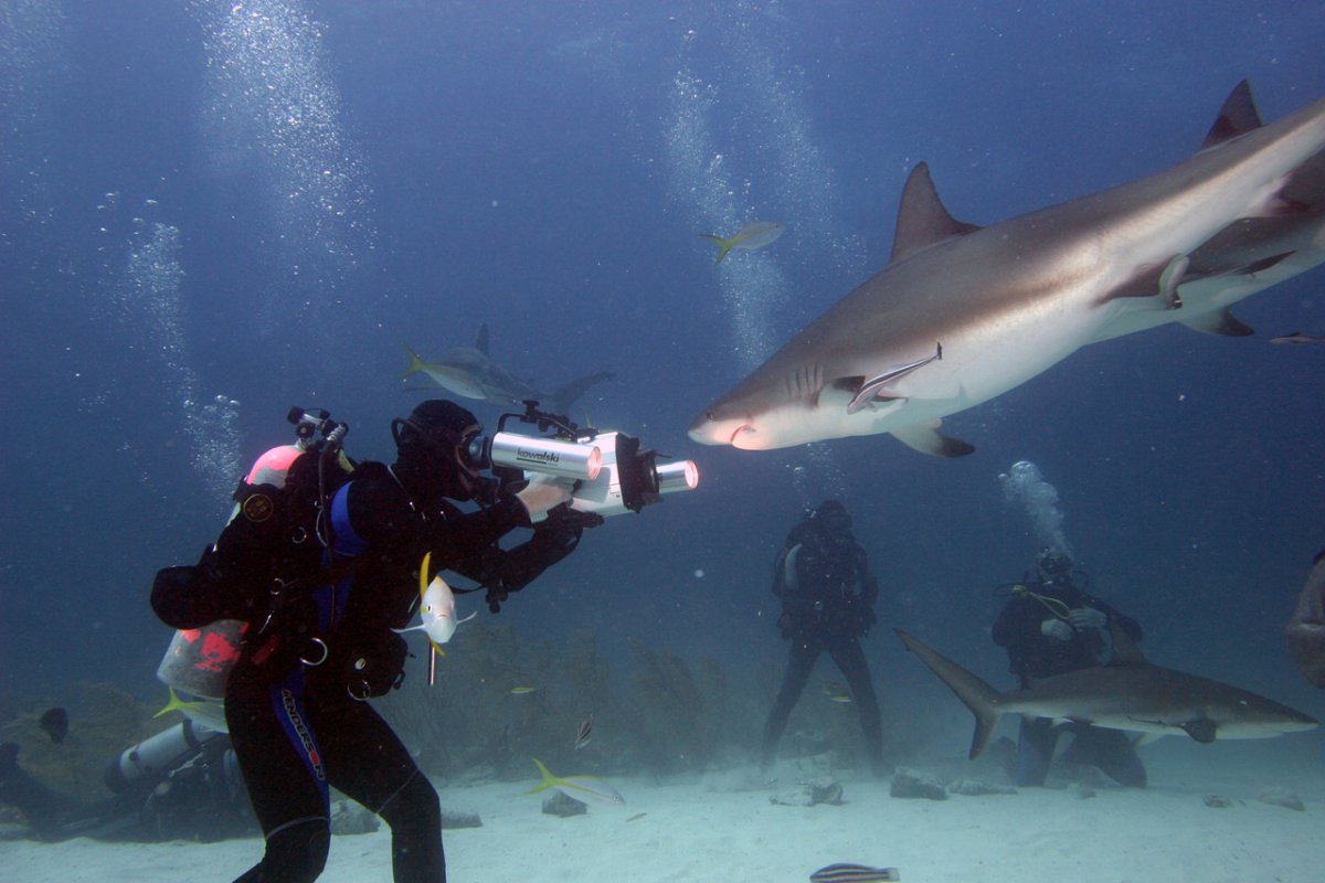 Мальдивы рифы акулы