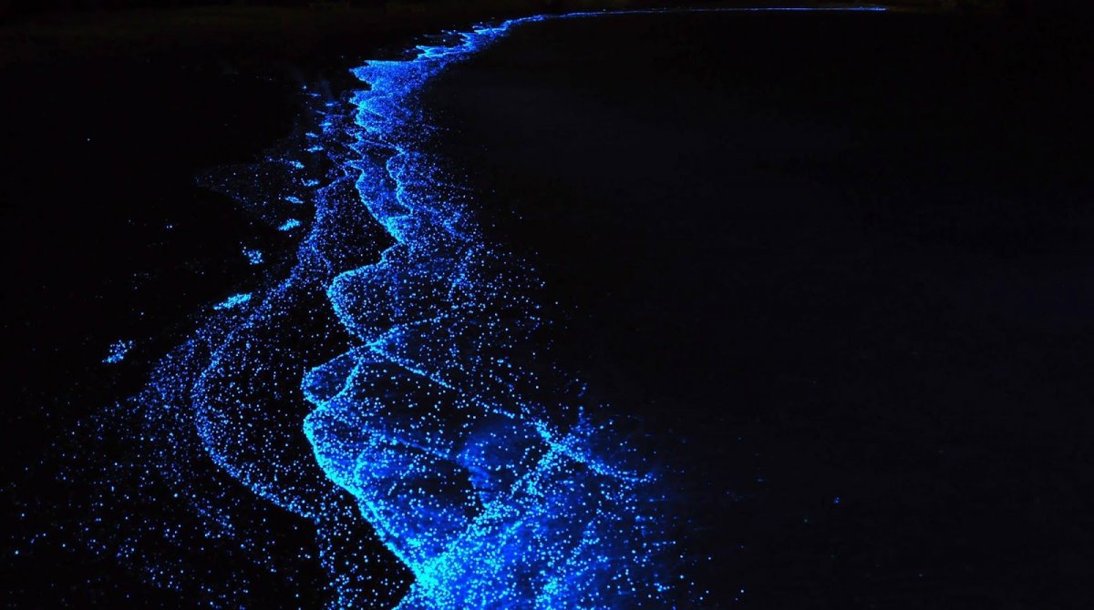 Светящийся планктон в Крыму