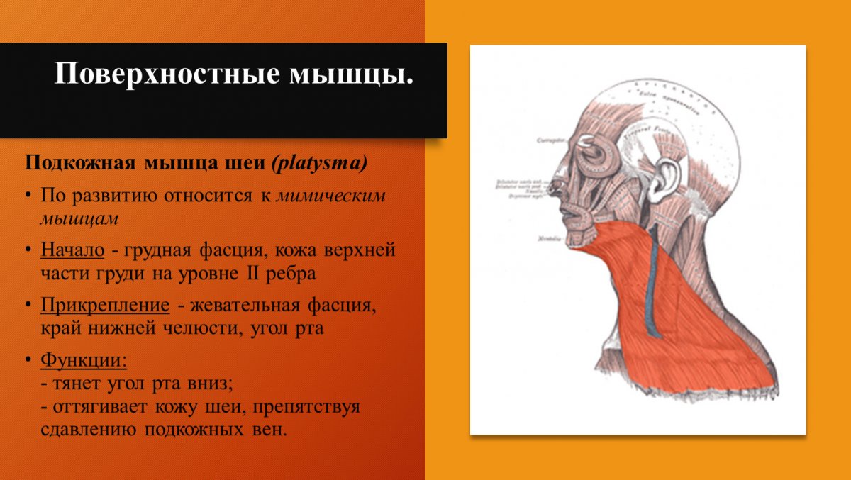 Musculus platysma иннервация