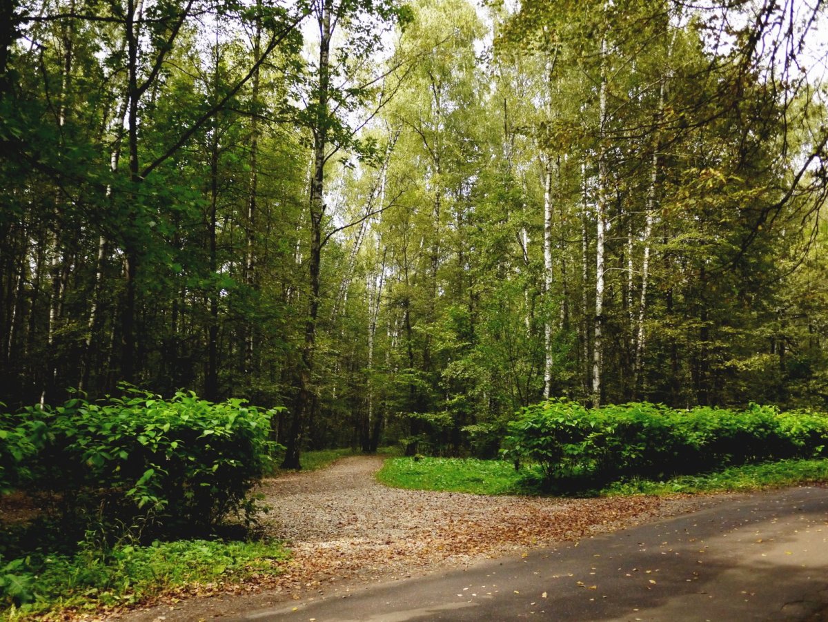 Парк Битцевский лес