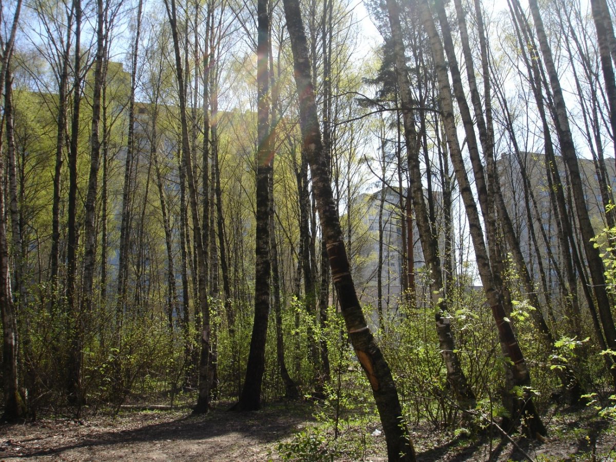Битцевский лес Москва растительность