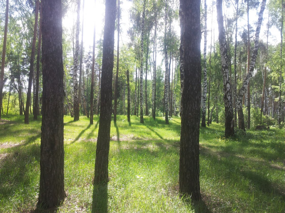 Красногорск лес