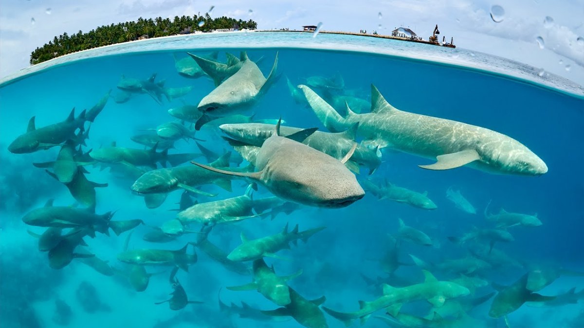 Черноперая рифовая акула Мальдивы