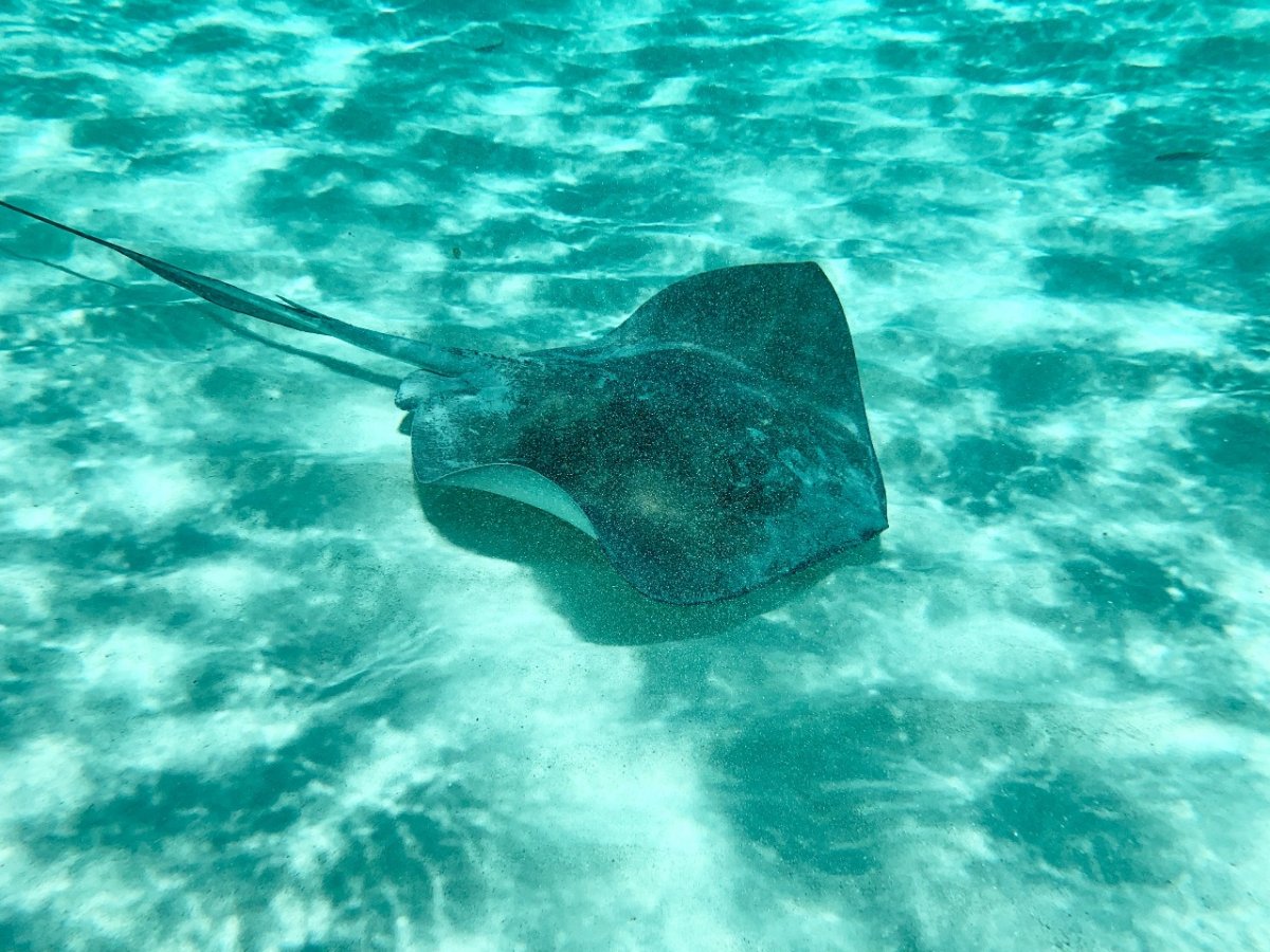 Стингрей рыба Мальдивы