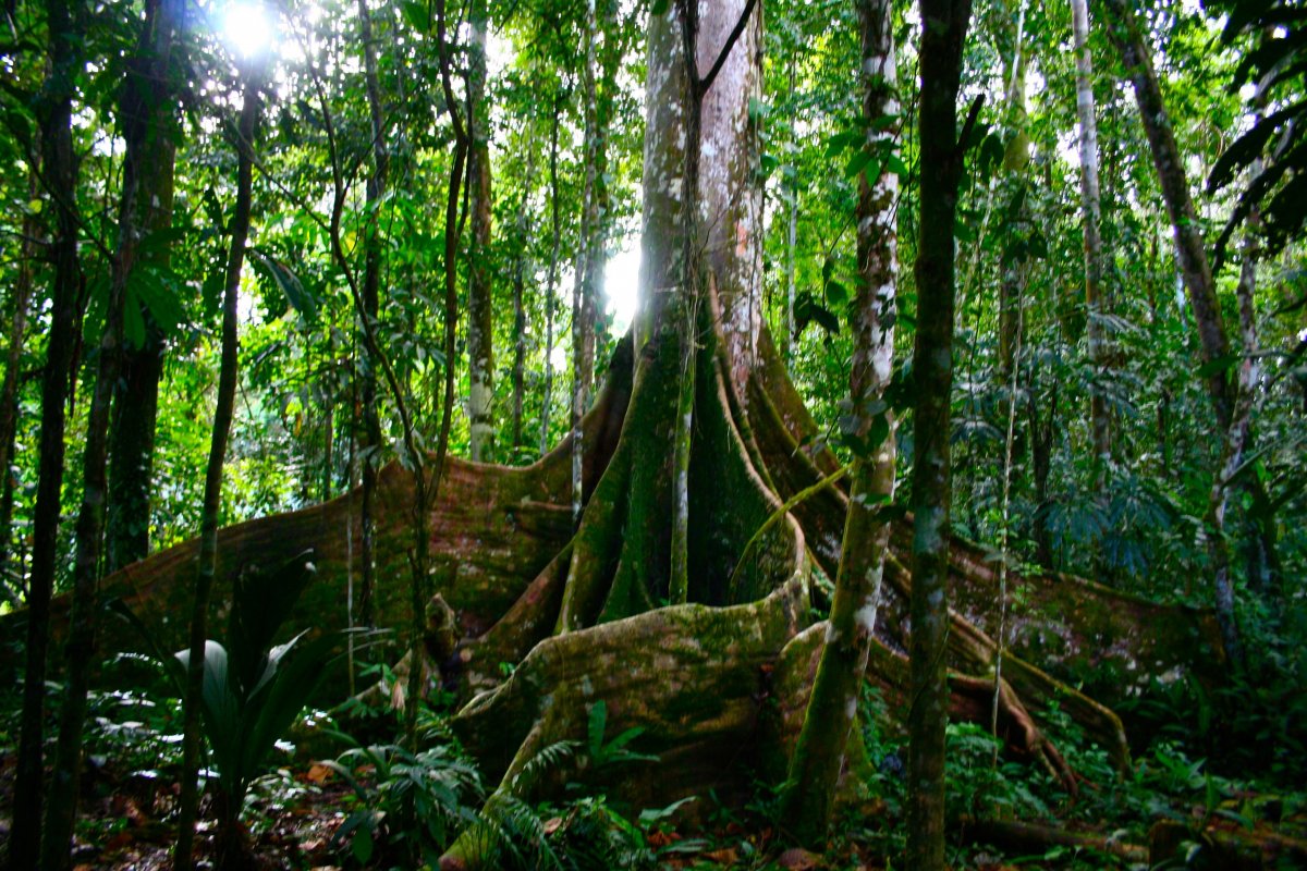 Дождевые леса Австралии Баньян