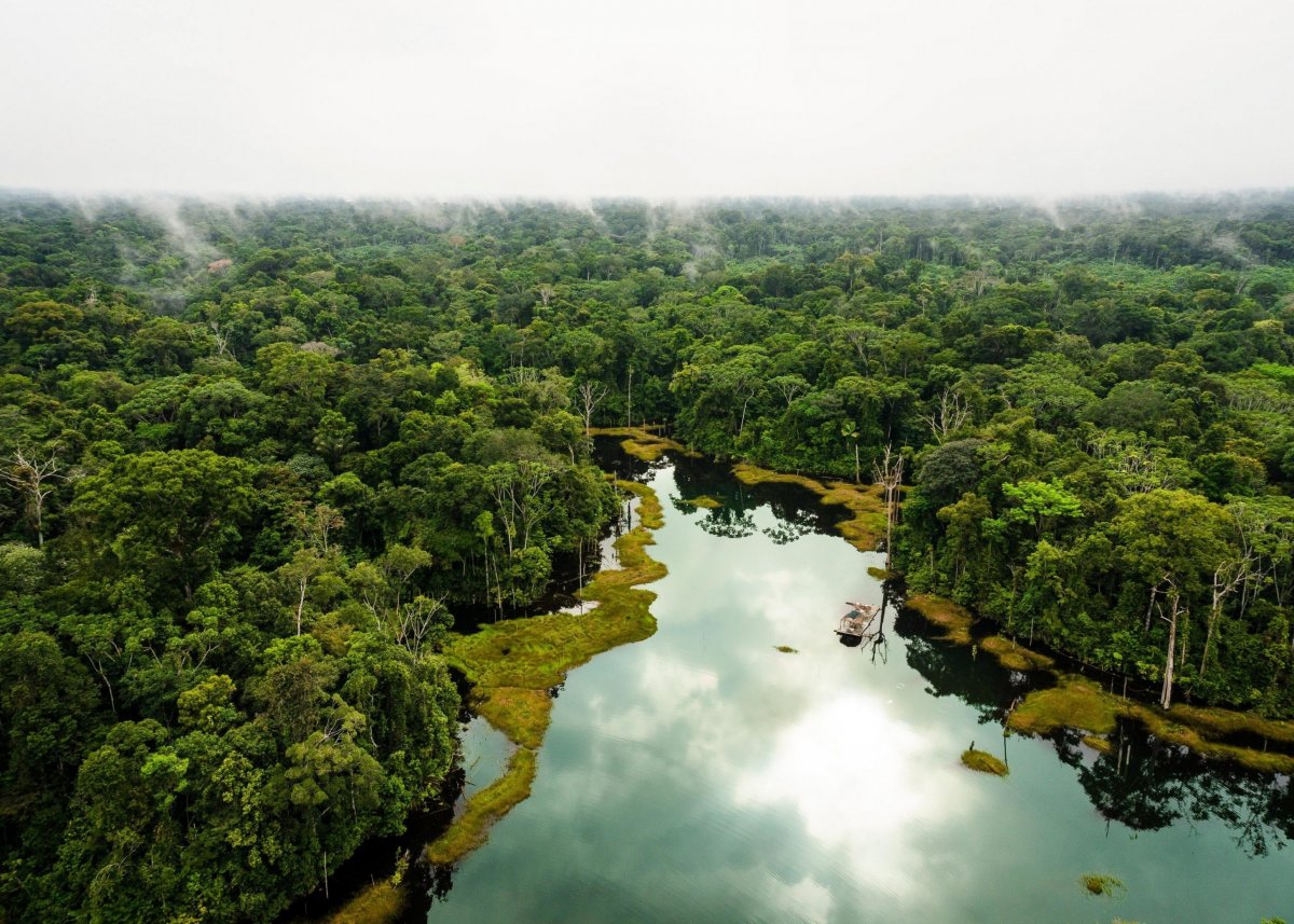 Тропический лес Южной Америки