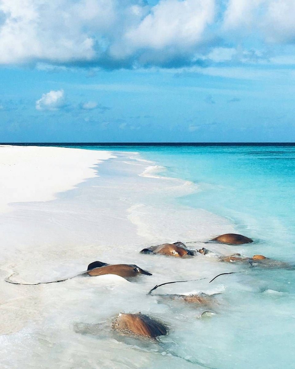 Сан Айленд Мальдивы кормление скатов