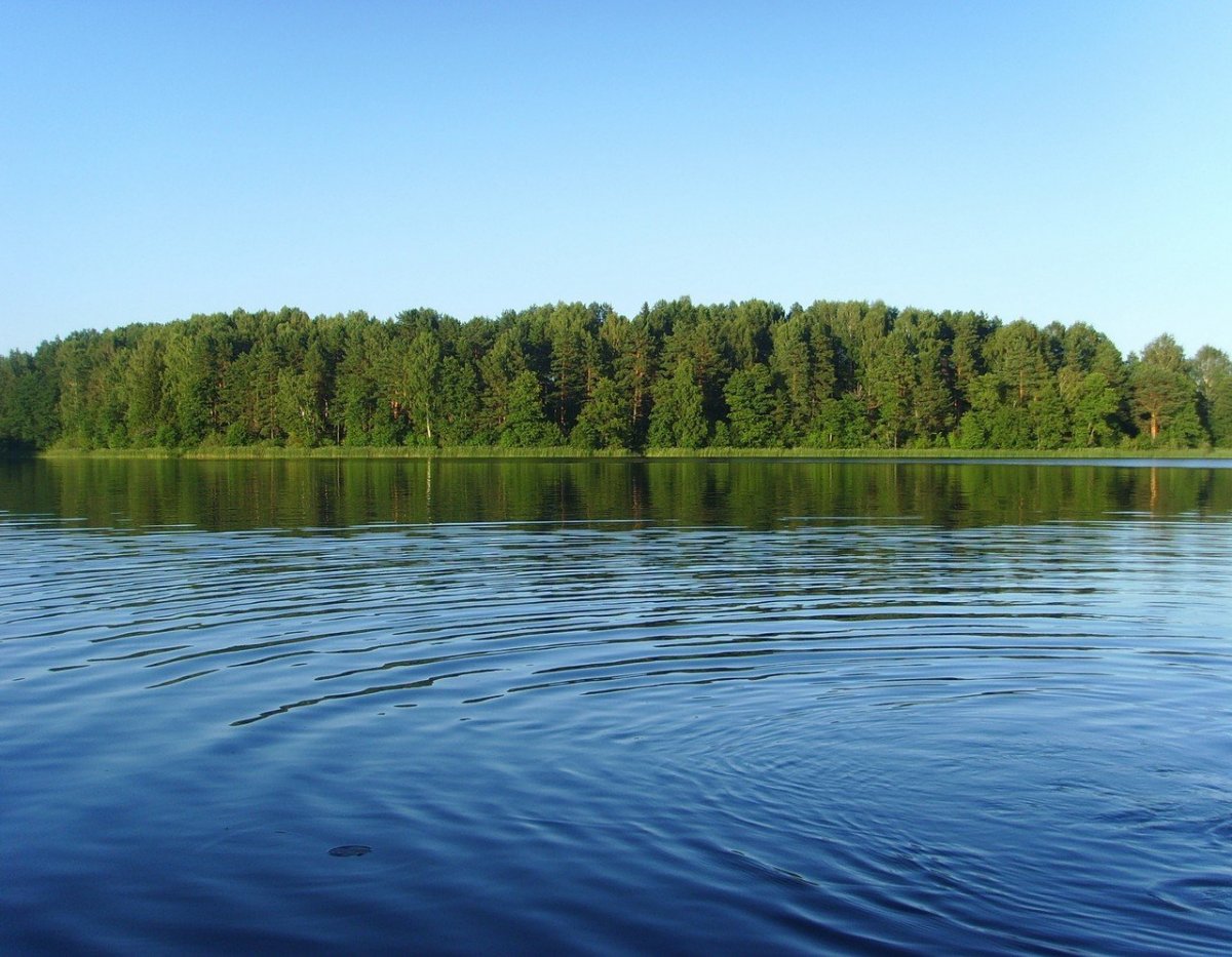 Озеро зеленое Лужский район