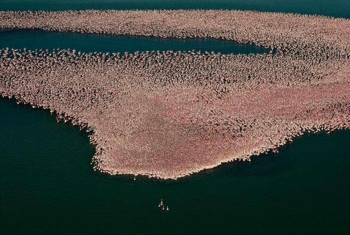 Фламинго на озере Накуру Кения