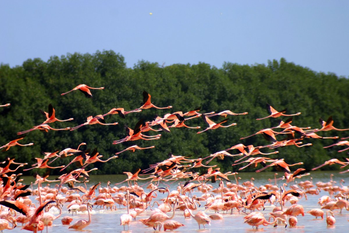 Озеро Тенгиз Фламинго