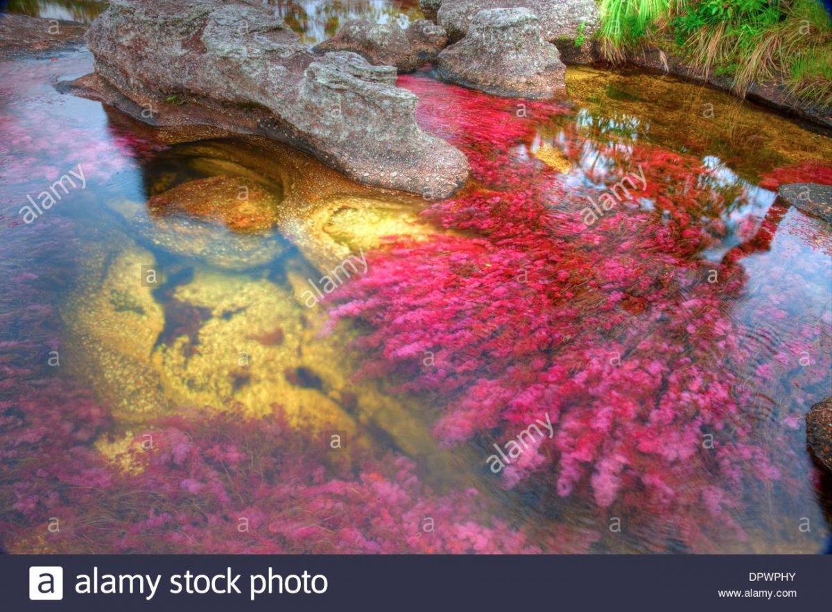 Цветная река Каньо-Кристалес, Колумбия