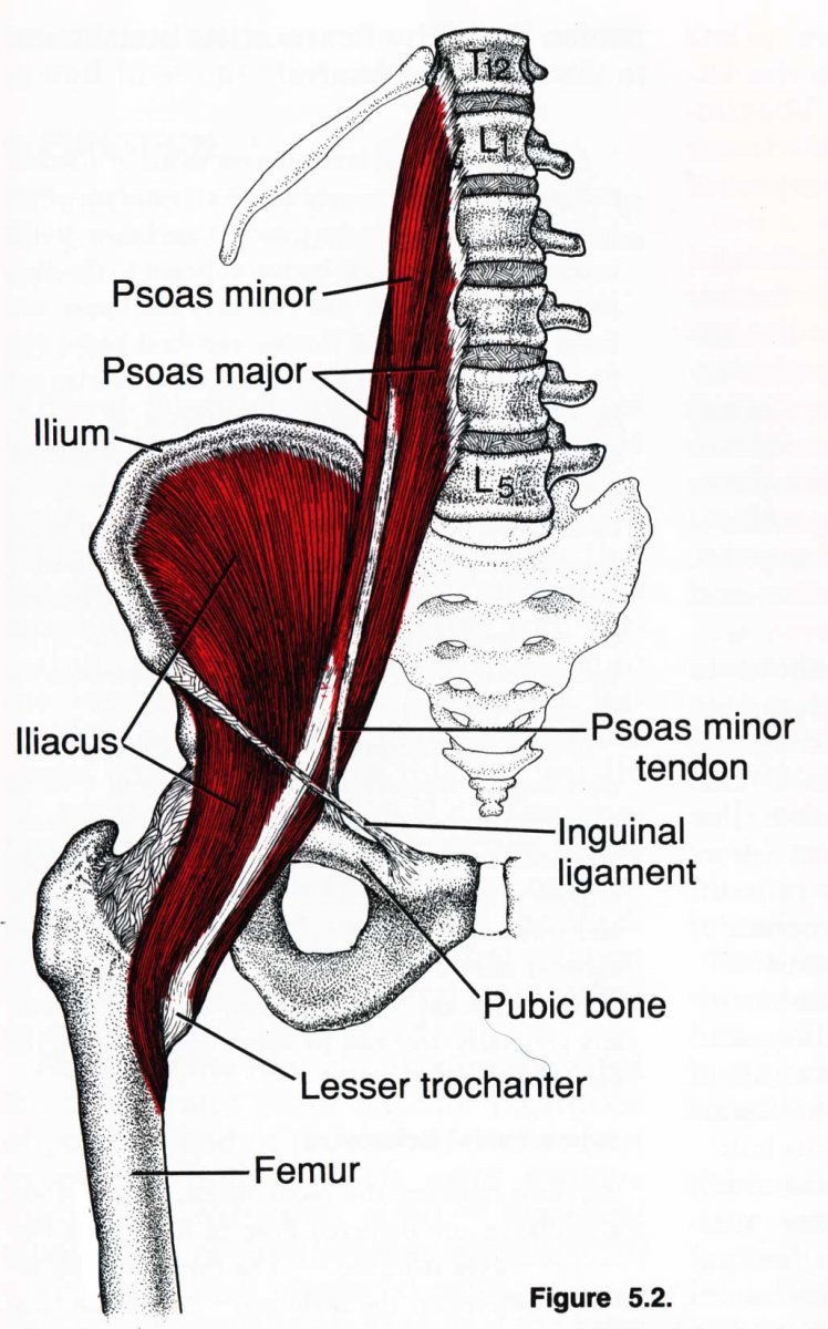 Илиопсоас подвздошно поясничная мышца