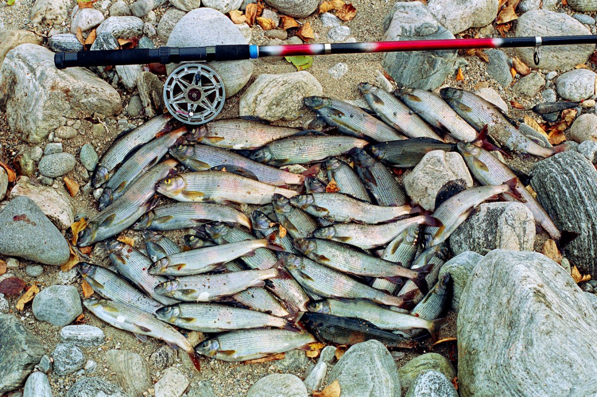 Чивыркуйский залив рыбалка