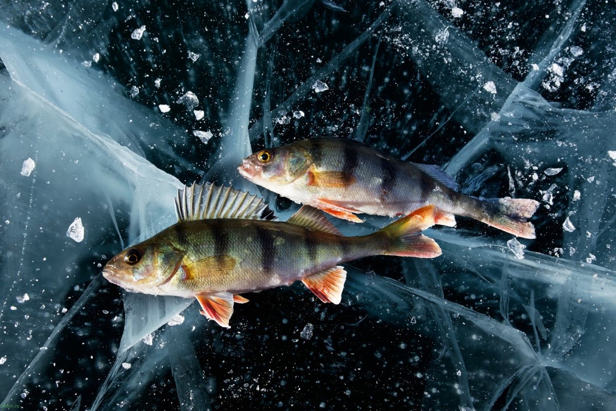 Зимняя рыбалка на омуля на Байкале
