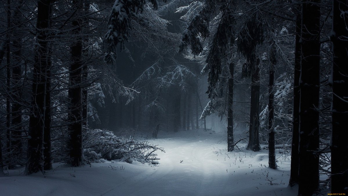 Снежная Поляна в лесу ночью