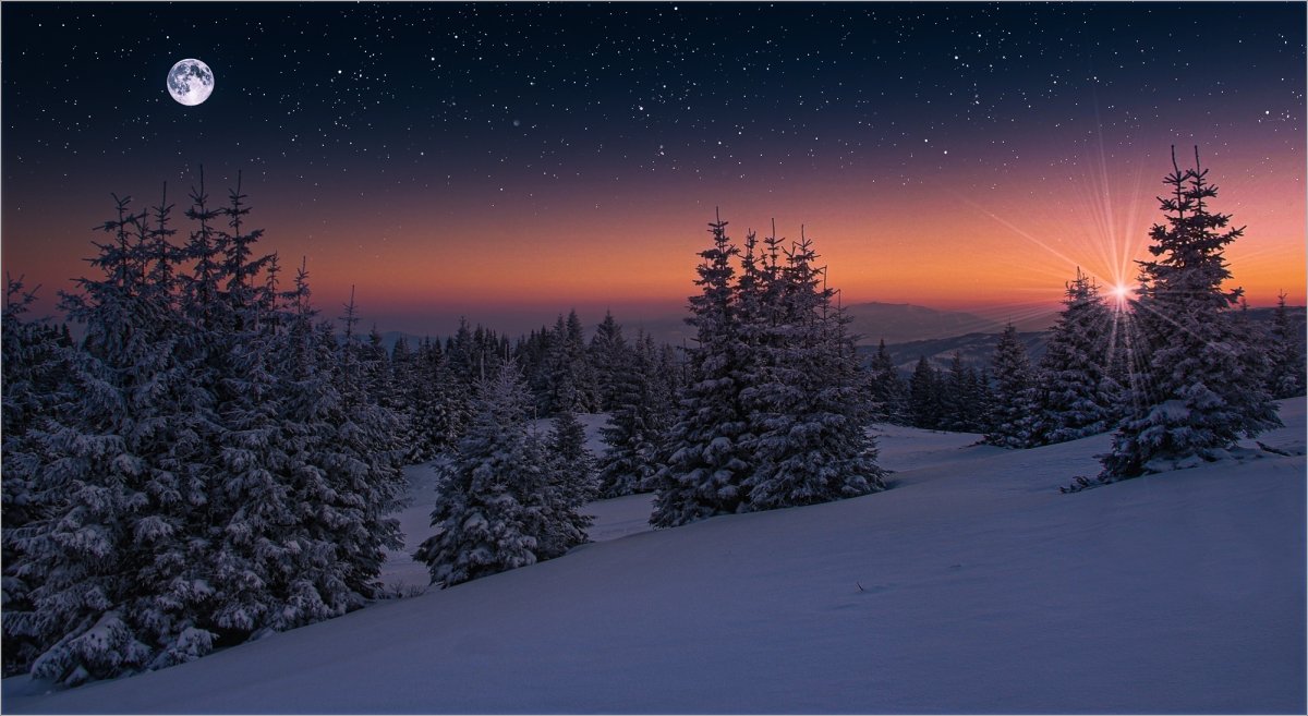 Зима лес ночь