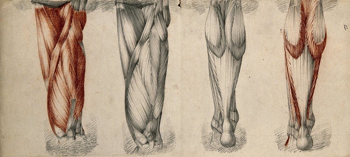Мышцы руки анатомия трицепс