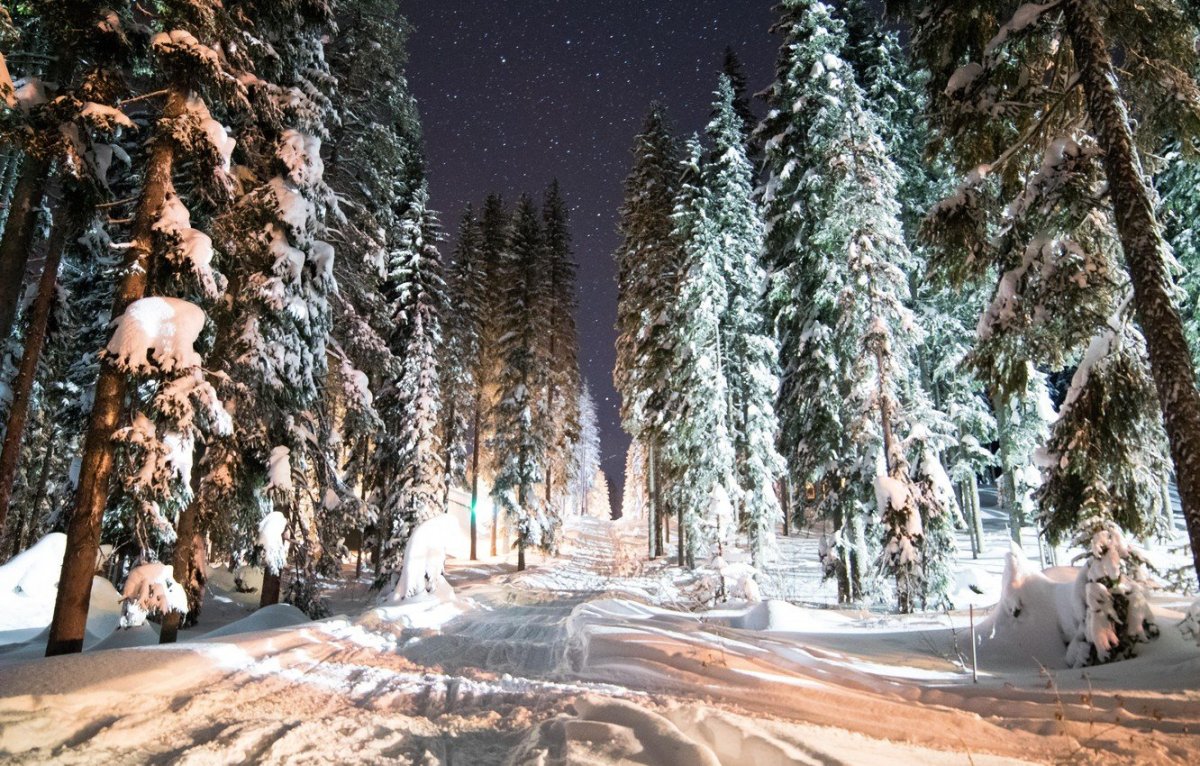 Красивые фото зимнего леса