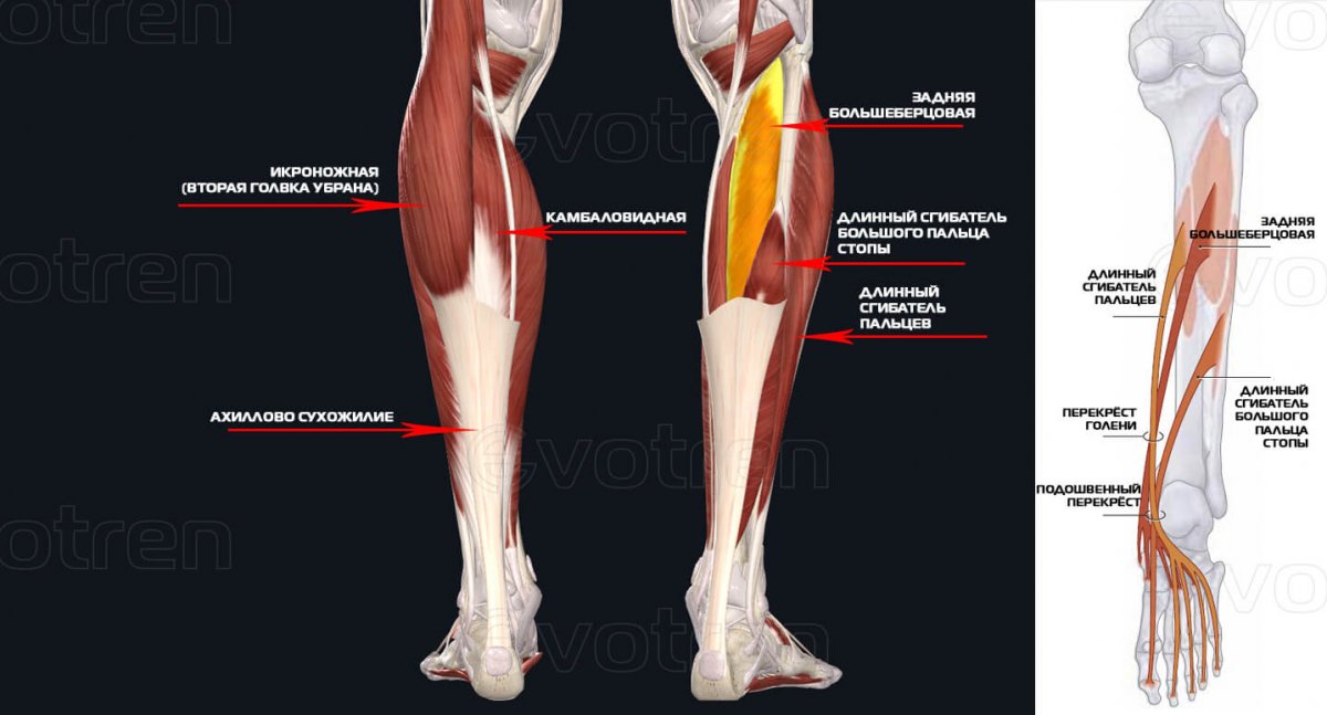 Барчаи анатомия ног
