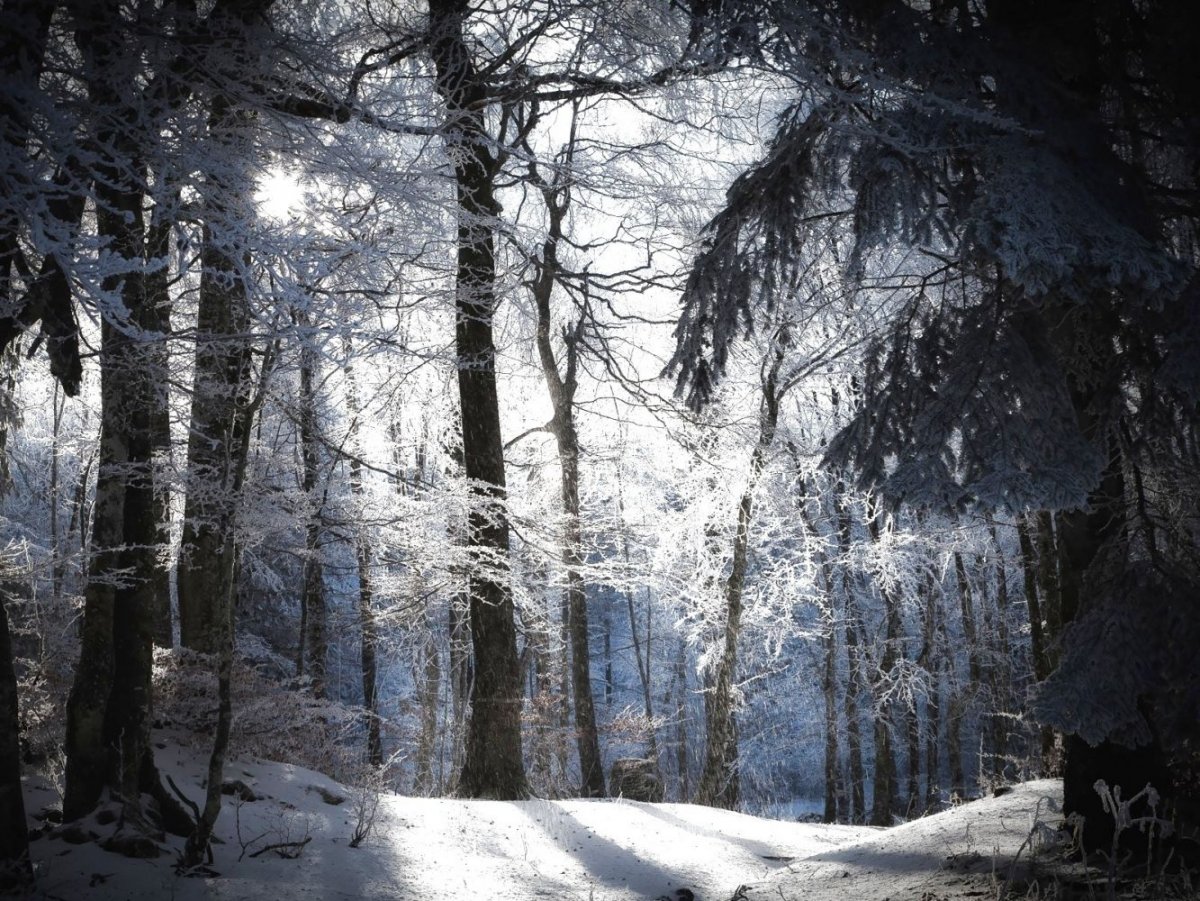 Загадочный зимний лес