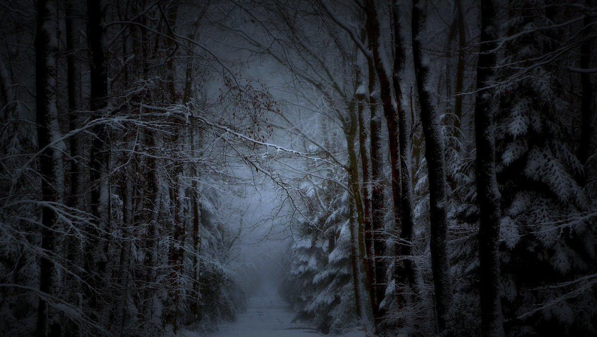 Темный зимний лес