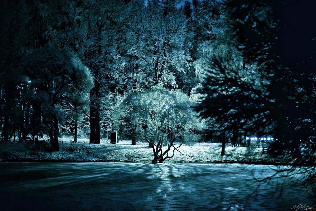 Кто наблюдает из ночного леса зимнего