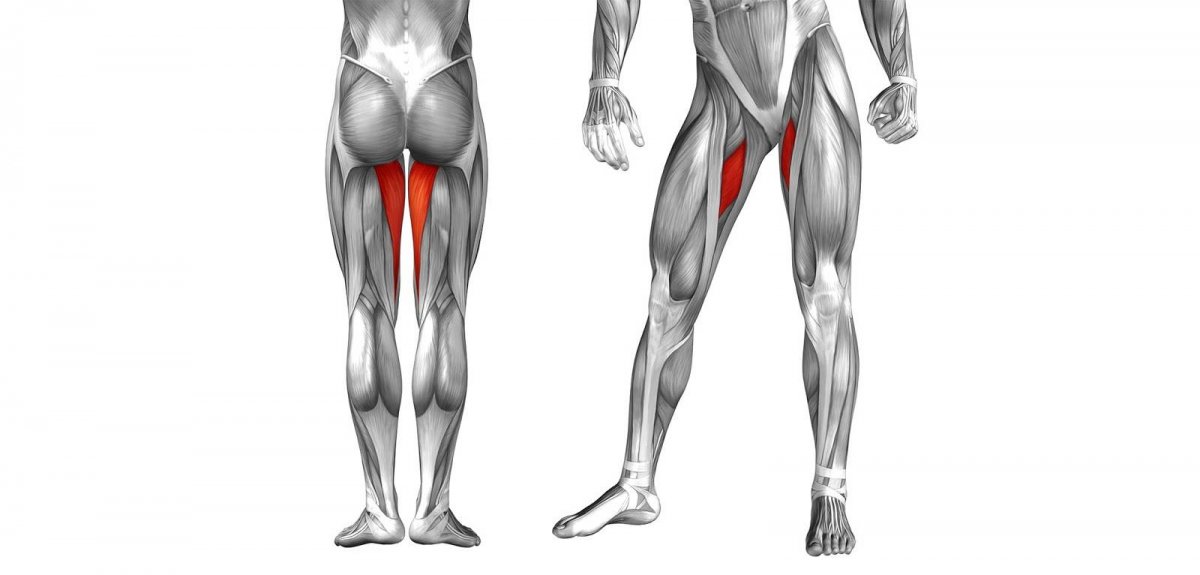 Анатомия ноги человека