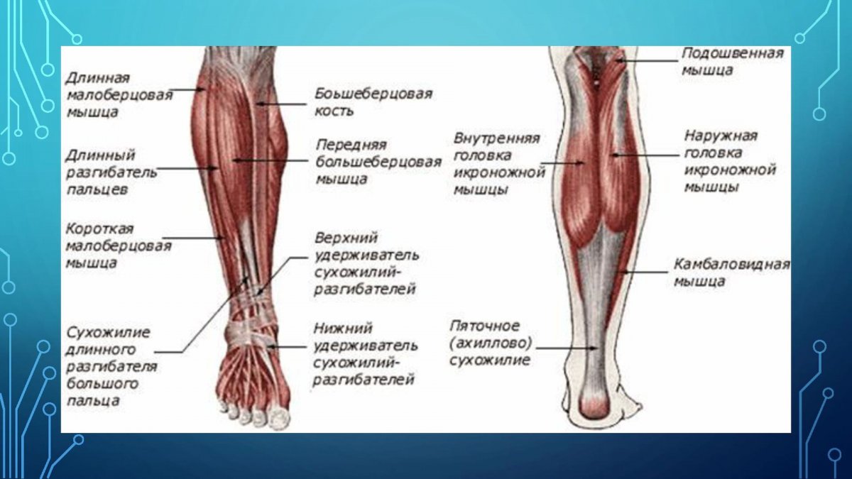 Мышцы ног карандашом
