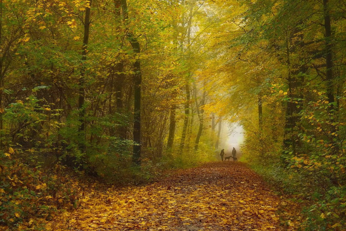 Осенний лес с дорогой