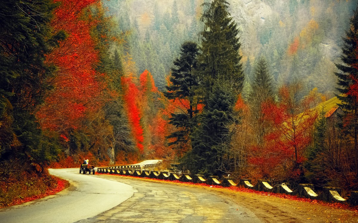 Осенняя дорога тумблер