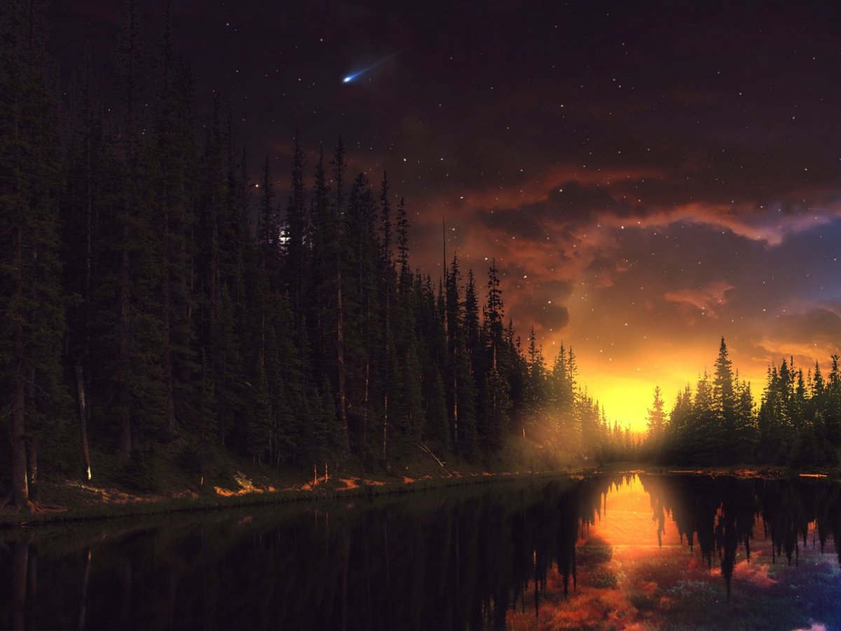 Ночное небо в лесу