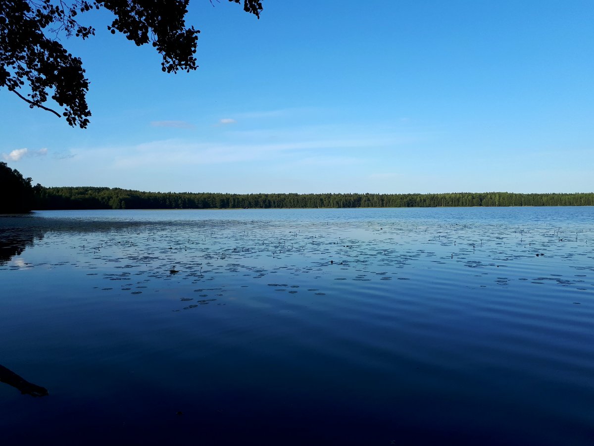 Сарженское озеро Ленинградская
