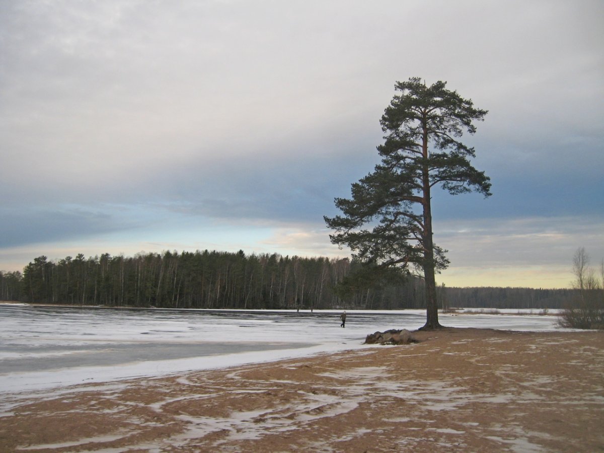 Сарженское озеро Ленинградская область рыбалка