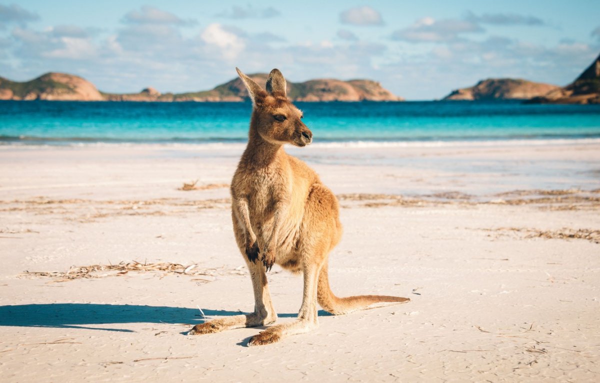 Национальный парк кенгуру в Австралии