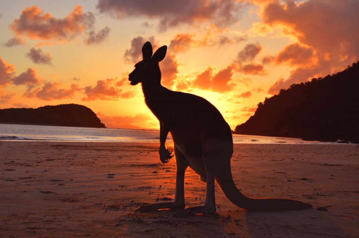 Австралия пейзаж с кенгур