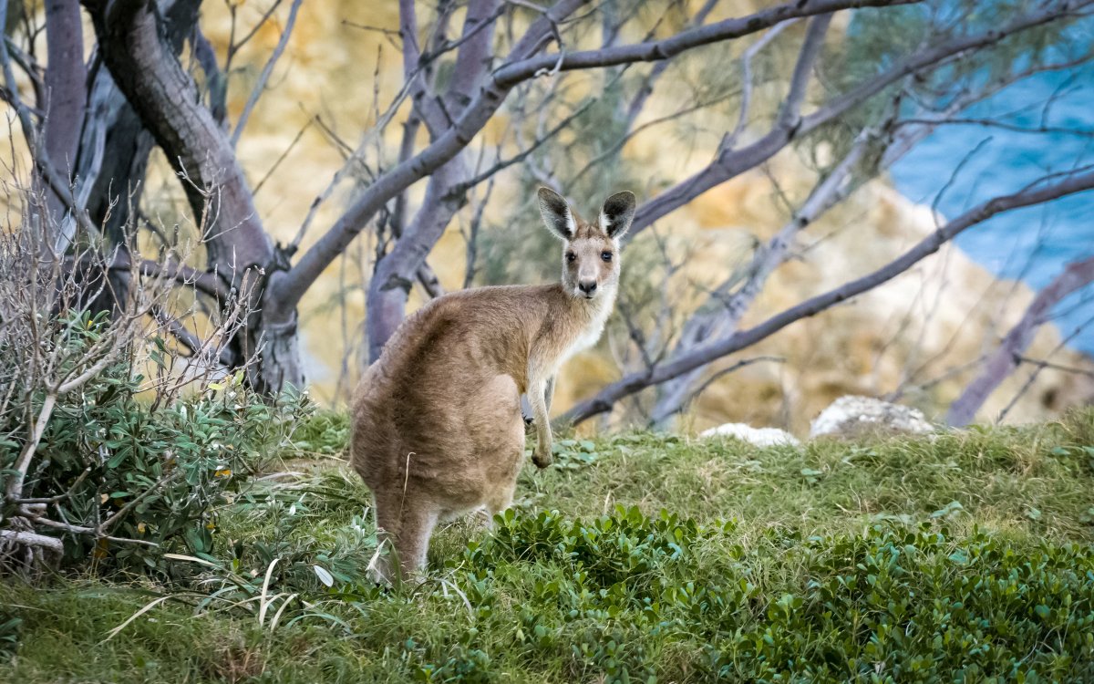 Остров кенгуру Южная Австралия