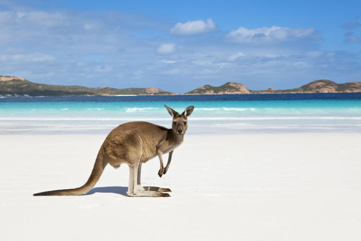 Австралия кенгуру и океан
