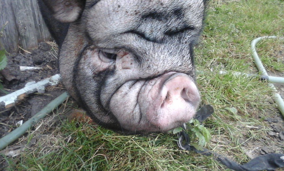 Миргородская порода свиней