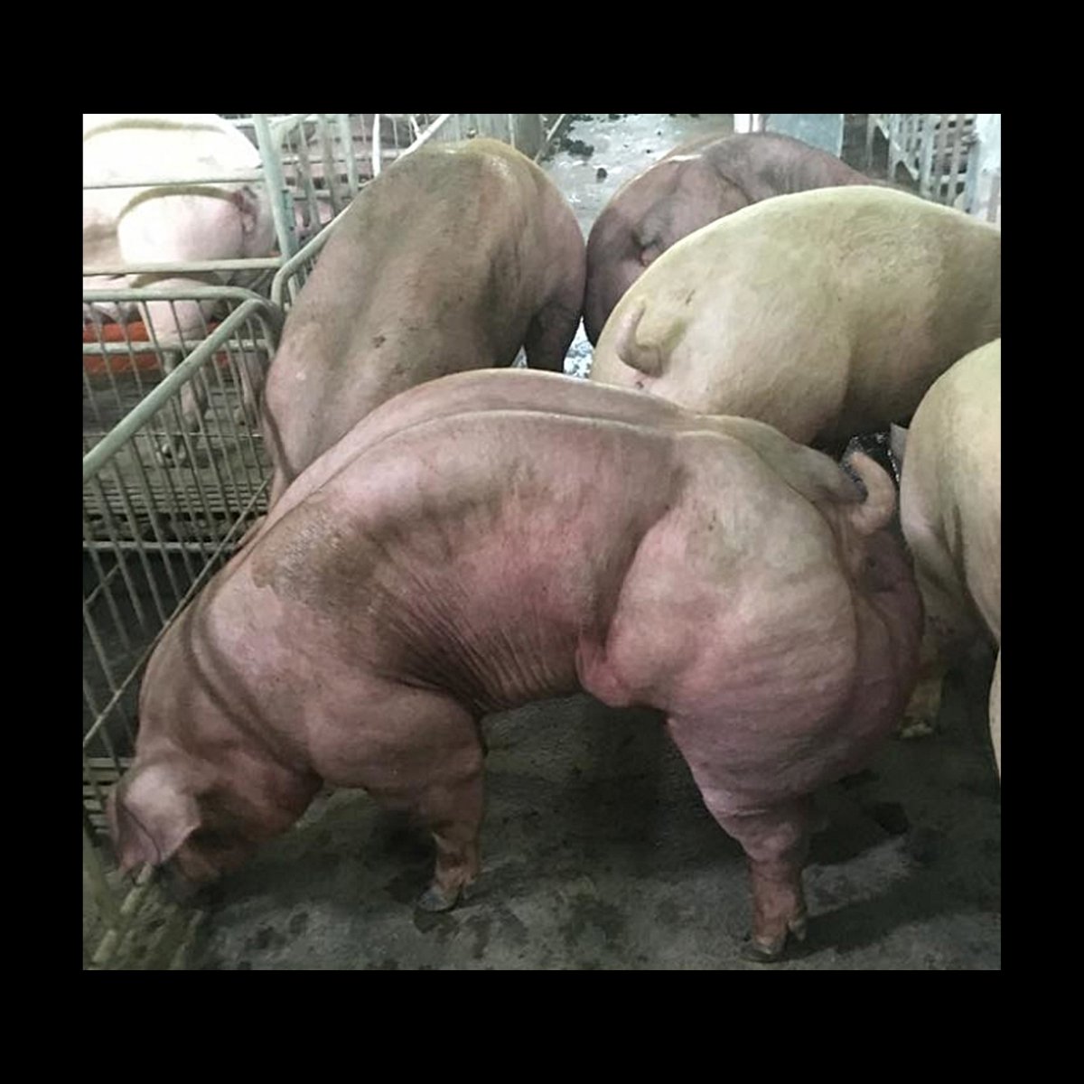 Порода свиней Темпо