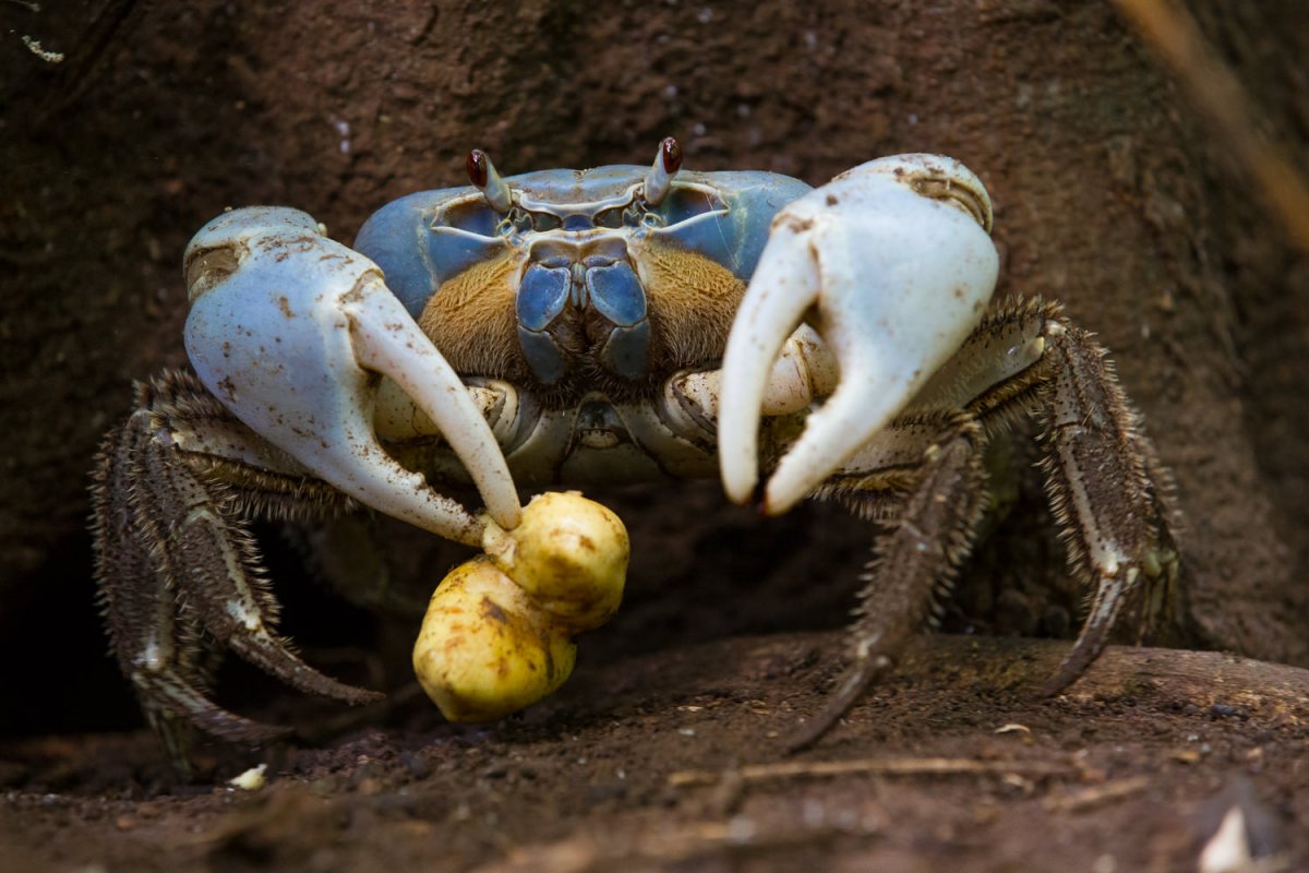 Blue Crab photo Australia