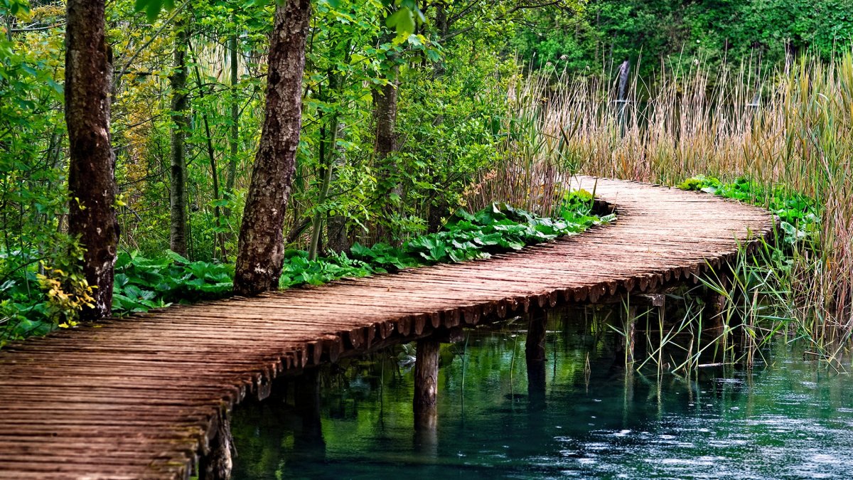 Деревянный мостик в лесу