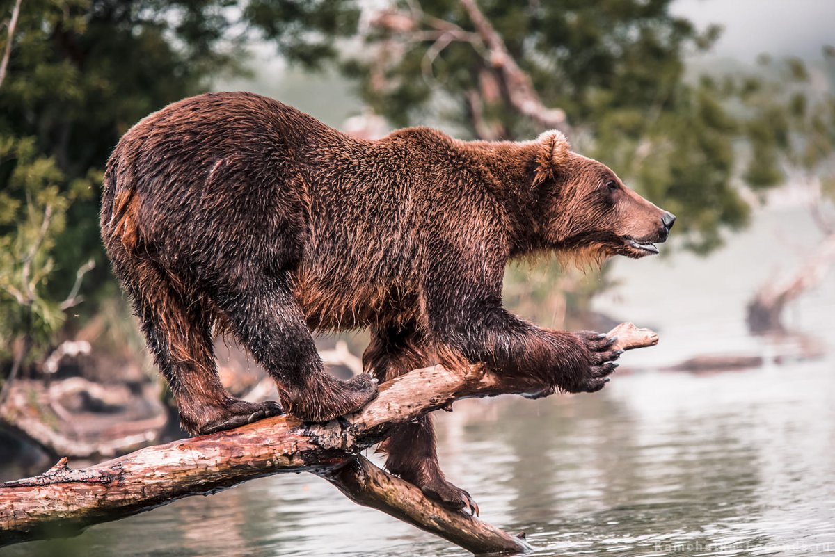 Наблюдение за медведем
