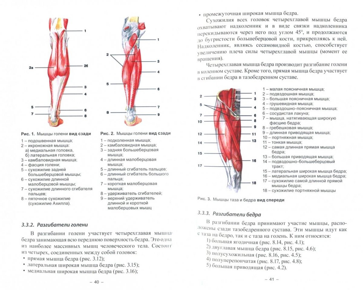 Анатомия бедра кости с мышцами