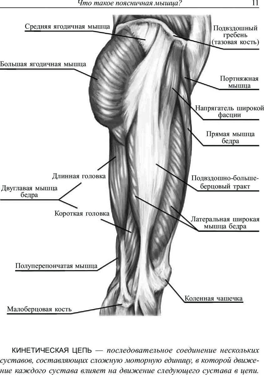 Мышцы бедра анатомия вид спереди
