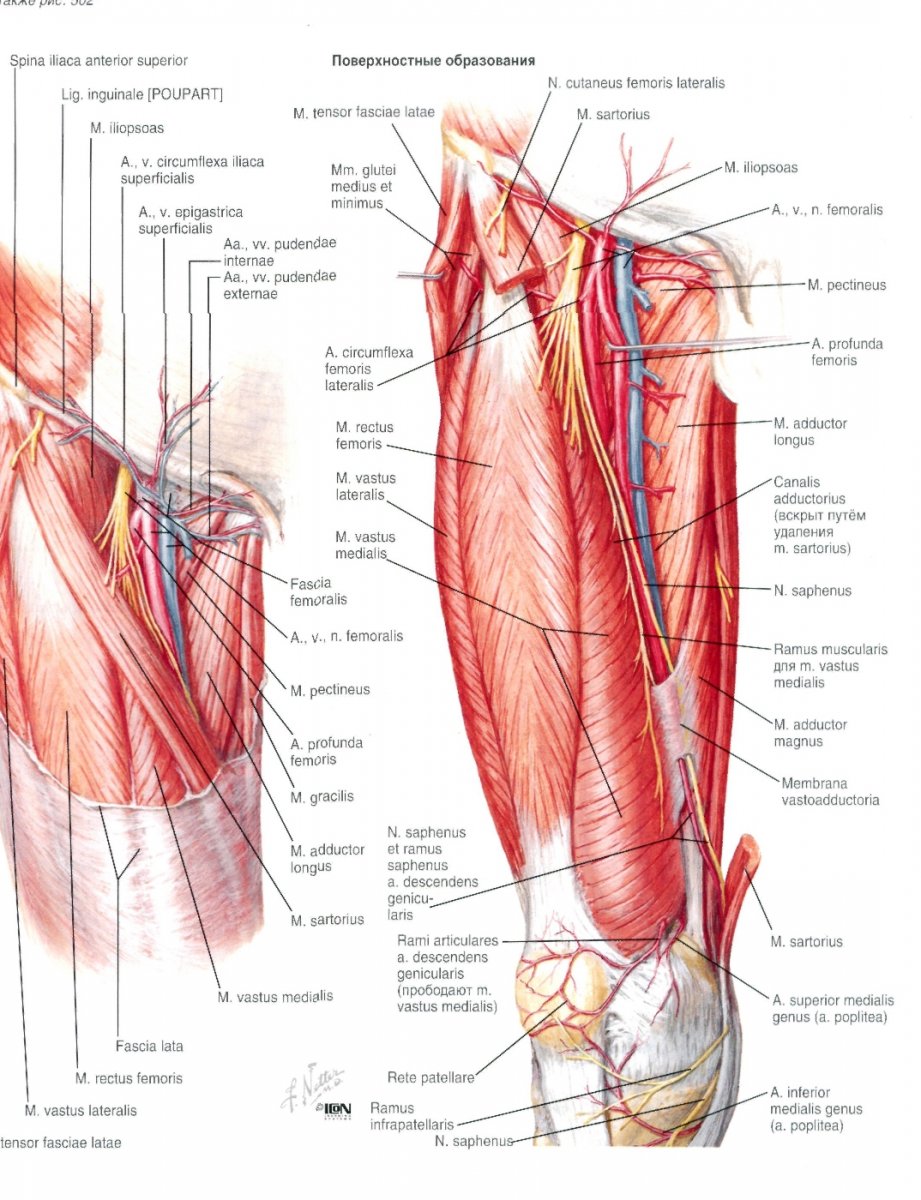 Мышцы таза и бедра анатомия человека