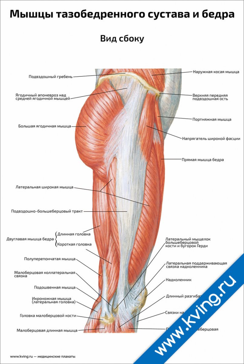 Мышцы нижней конечности сбоку